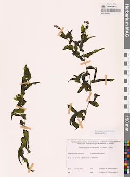 MAG 0020942