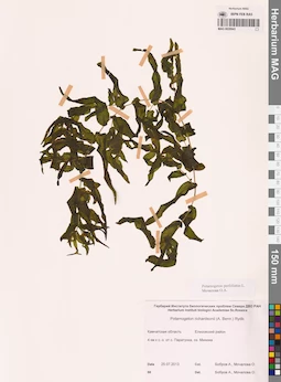 MAG 0020943