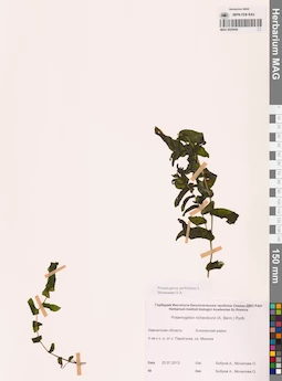 MAG 0020944