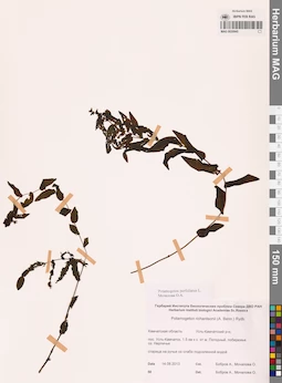 MAG 0020945