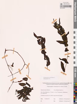 MAG 0020946