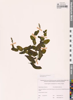 MAG 0020947