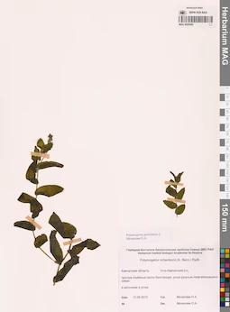 MAG 0020948
