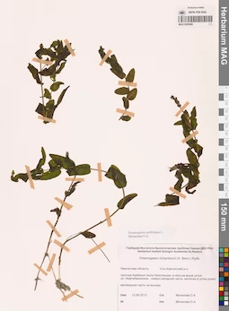 MAG 0020949