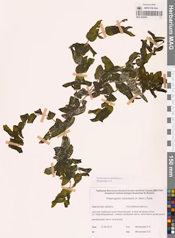 MAG 0020950