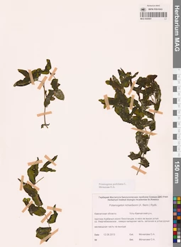 MAG 0020951