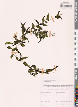 MAG 0020952