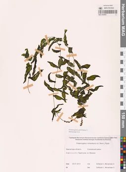 MAG 0020953