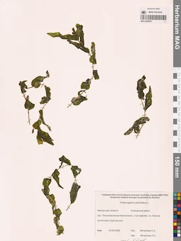 MAG 0020955