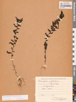 MAG 0020957