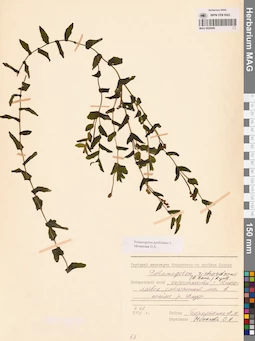 MAG 0020959