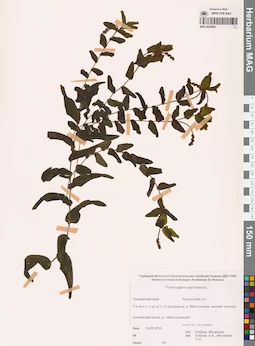 MAG 0020963