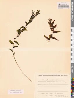 MAG 0020965
