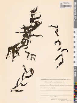 MAG 0020966