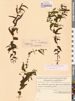 MAG 0020968