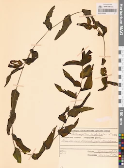 MAG 0020969