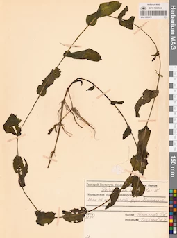 MAG 0020970