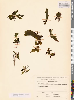 MAG 0020973