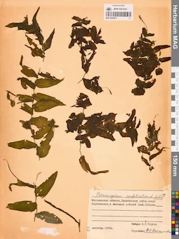 MAG 0020974