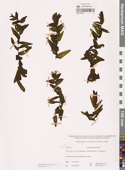 MAG 0020975