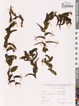MAG 0020976