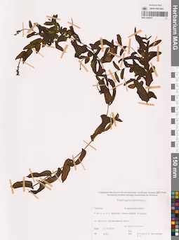 MAG 0020977