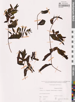 MAG 0020980