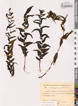 MAG 0020984