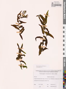 MAG 0020991