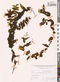 MAG 0020992