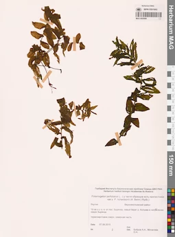 MAG 0020996