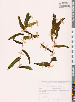 MAG 0021681