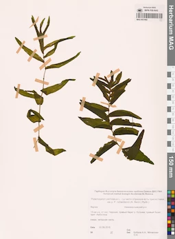 MAG 0021682