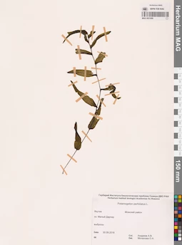 MAG 0021689
