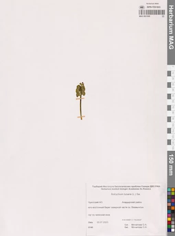 MAG 0021049