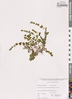 MAG 0021061