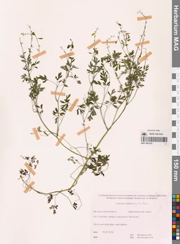 MAG 0002224