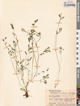 MAG 0002225