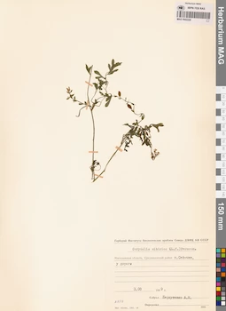 MAG 0002228