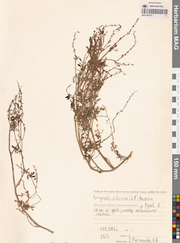 MAG 0002231
