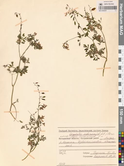 MAG 0002233