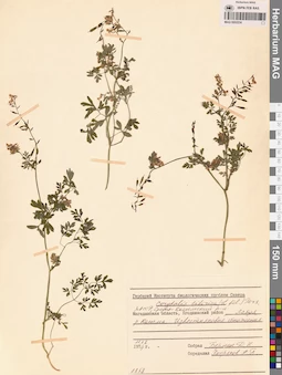 MAG 0002234