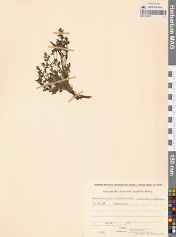 MAG 0002237