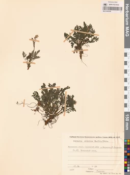 MAG 0002238