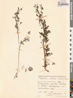 MAG 0002239