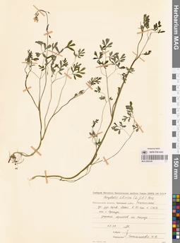 MAG 0002240