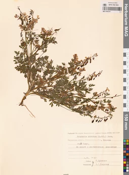 MAG 0002241