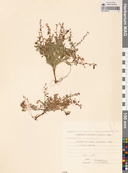 MAG 0002243