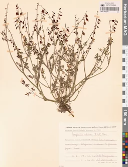 MAG 0002244