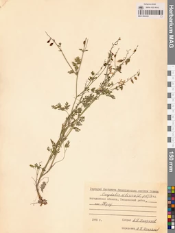 MAG 0002252